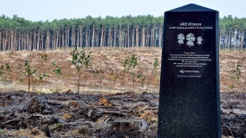 Prawie pół tysiąca drzew posadzi Poczta Polska z okazji swojego jubileuszu
