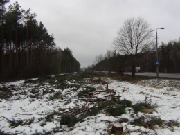 Obszar lasu pod inwestycje wykarczowano już zimą