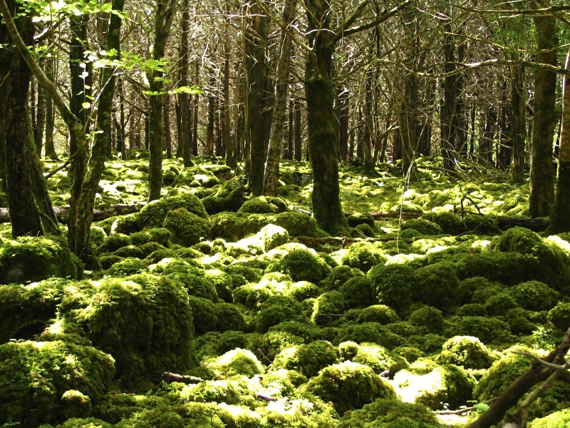 Ministerstwo wprowadza zakaz wstępu do lasów
