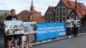 ,,Jest to znęcanie się nad zwierzętami” - protestowali w centrum Bydgoszczy